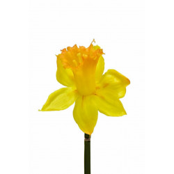 Narcis žlutý 54 cm 2 ks