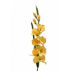 Gladiolus - mečík 77 cm meruňkový, 5 ks