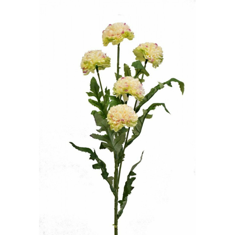 Tagetes 67 cm žíhaný