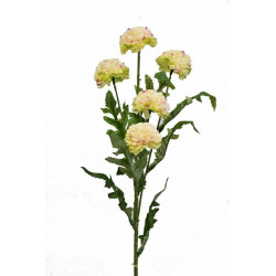 Tagetes 67 cm žíhaný