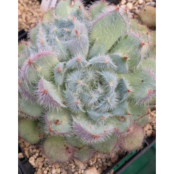 10 Semen Echeveria Setosa V Minor Fo42 Tejupan Roztomilé Sukulenty Exotické Vzácné Sukulentní Květinové Rostliny Semena Dárkový