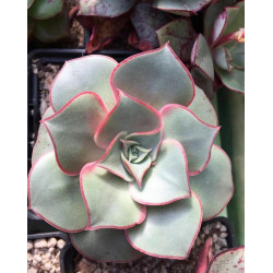 10 Semen Echeveria Longissima V Brachyantha San Mateo Penasco Oax Zahradní Sukulenty Roztomilé Sukulenty Exotické Vzácné