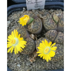 10 Semena Lithops Bromfieldii V Insularis Živý Kámen Roztomilé Sukulenty Exotické Vzácné Sukulentní Květinové Rostliny Semena