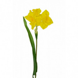 Narcis žlutý 40 cm 12 ks